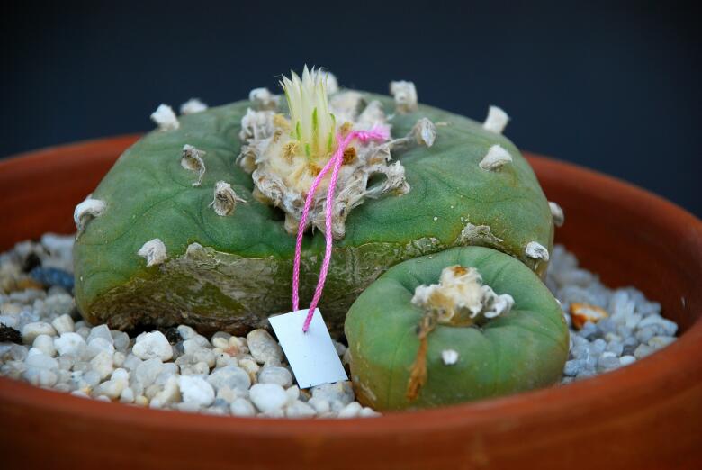 Lophophora diffusa 