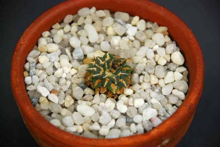 Ariocarpus kotschoubeyanus v. albiflorus 