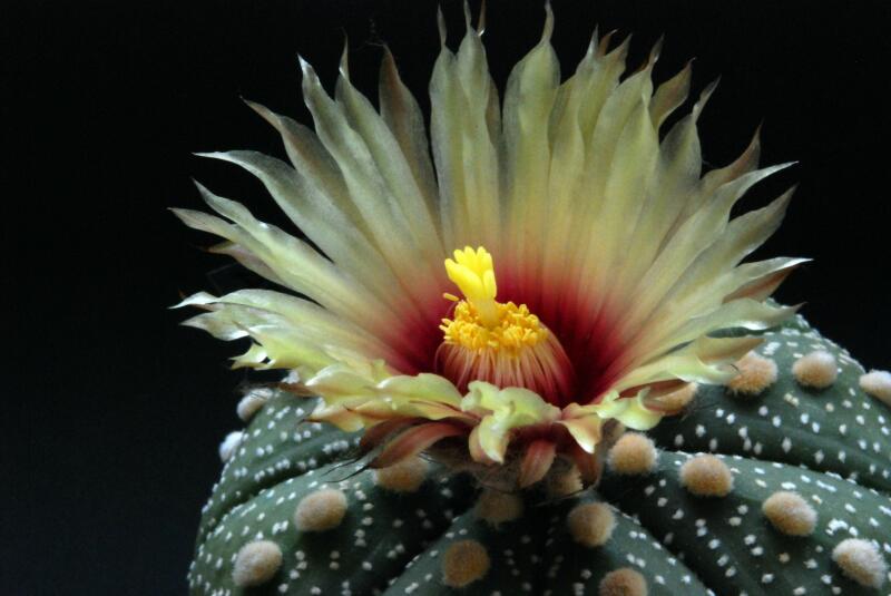 Astrophytum asterias 