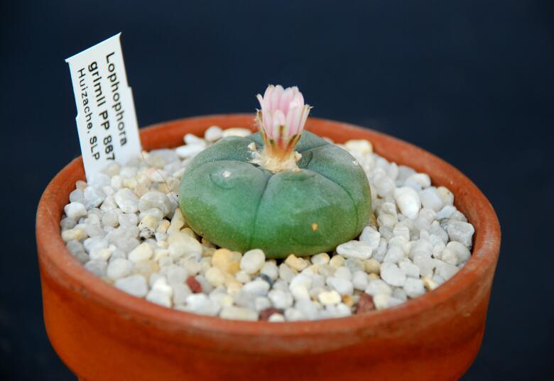 Lophophora williamsii 