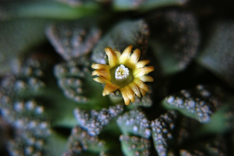 Titanopsis calcarea 