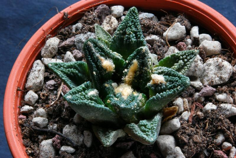 ariocarpus fissuratus v. hintonii 