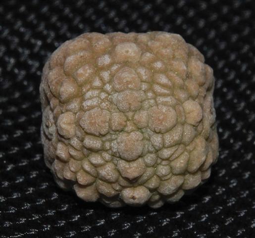 Pseudolithos migiurtinus 