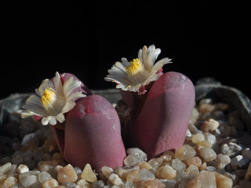 Lithops optica cv. rubra 