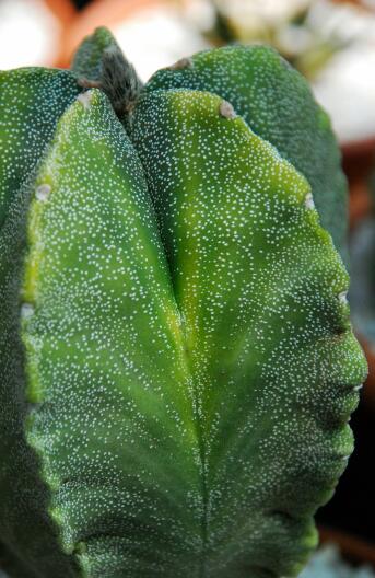 astrophytum myriostigma f. variegatum 