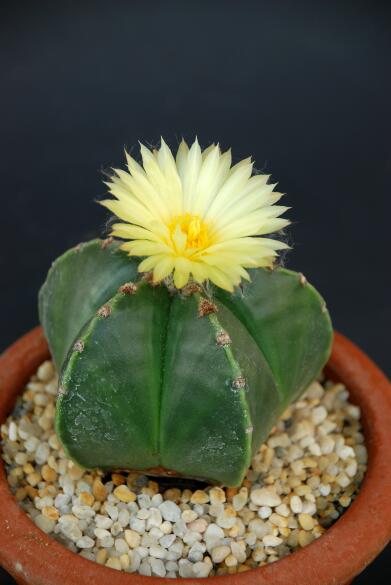 Astrophytum myriostigma v. nudum 