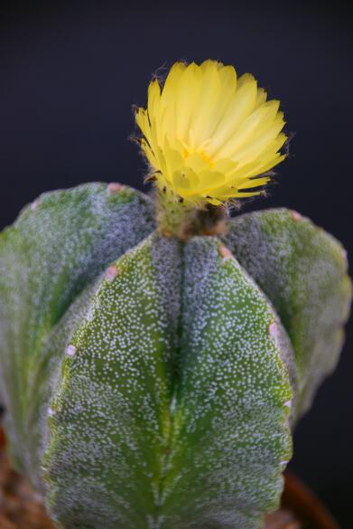 Astrophytum myriostigma f. variegatum 