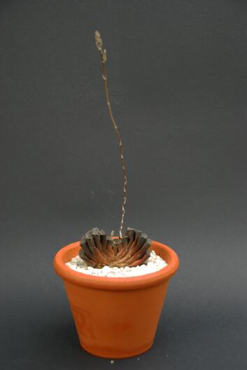 haworthia truncata 