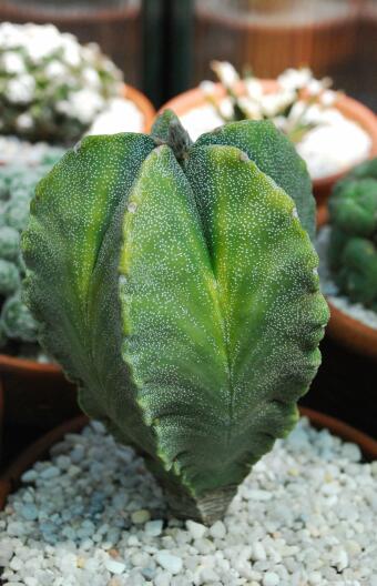 Astrophytum myriostigma f. variegatum 