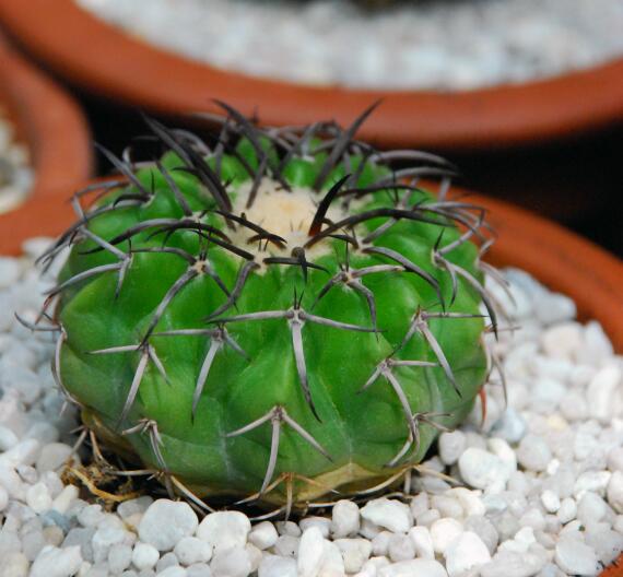 Discocactus crystallophilus 