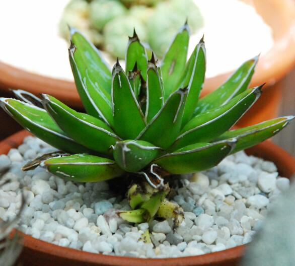 agave victoriae-reginae f. compacta x ferdinandis 