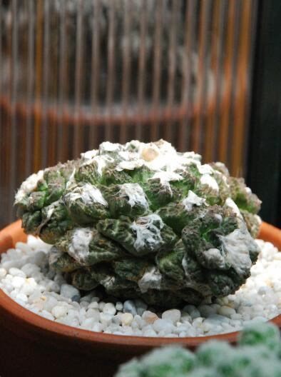 ariocarpus fissuratus 