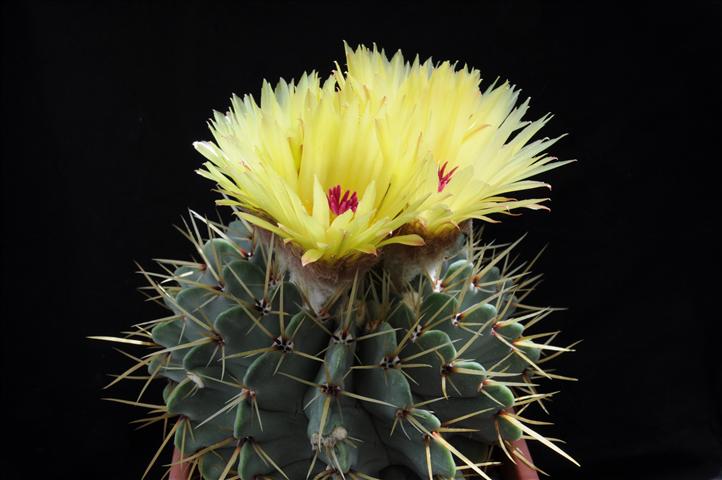 Notocactus buiningii 