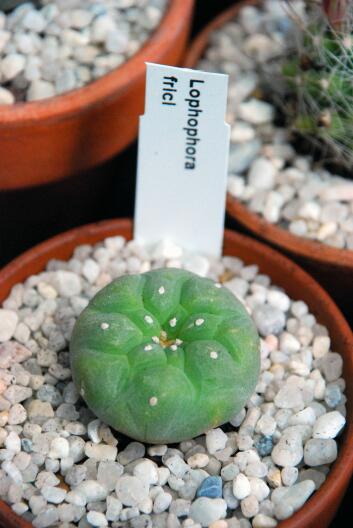 lophophora fricii 