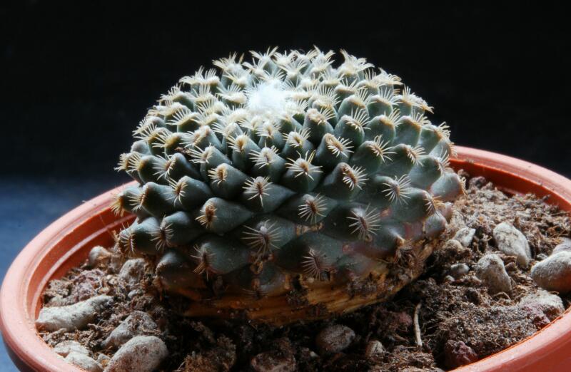 Gymnocactus ysabelae ssp. x turbinicarpus pectinatus 