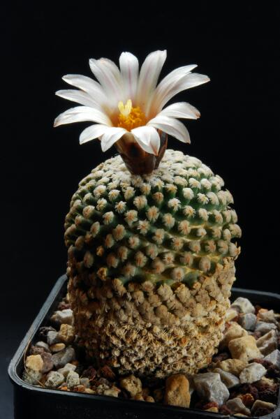 Turbinicarpus valdezianus v. albiflorus 