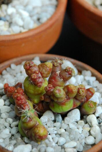 Mammillaria bocasana f. monstruosa 
