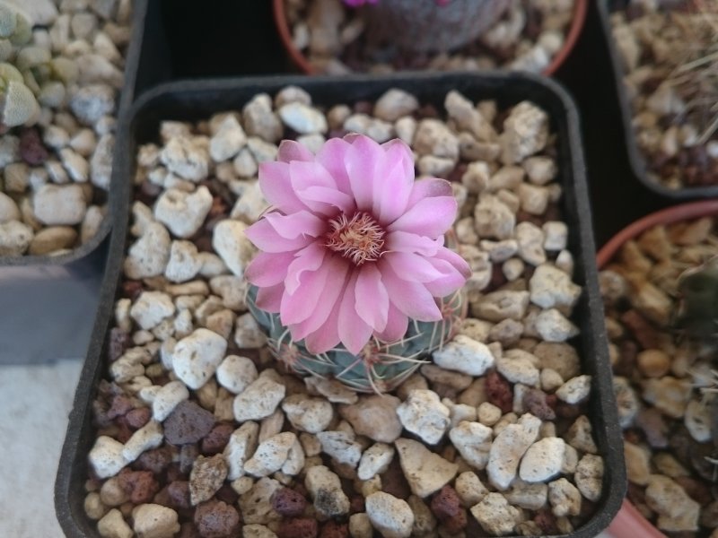 Gymnocalycium erinaceum v. paucisquamosum P400