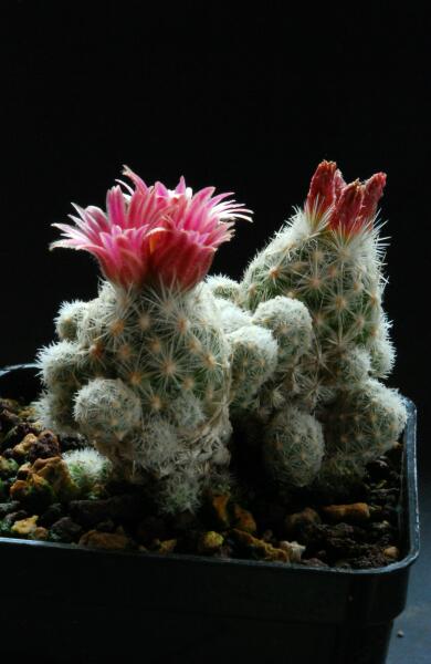 Escobaria sneedii ssp. leei 