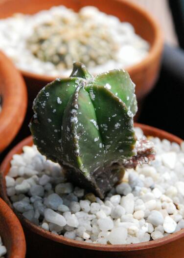 astrophytum myriostigma cv. hakuun 