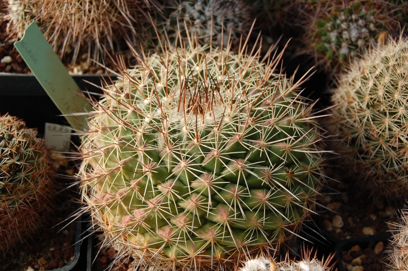 Mammillaria antesbergeriana LAU 1163