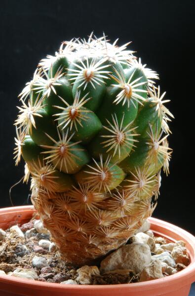 Neolloydia conoidea v. grandiflora Z117
