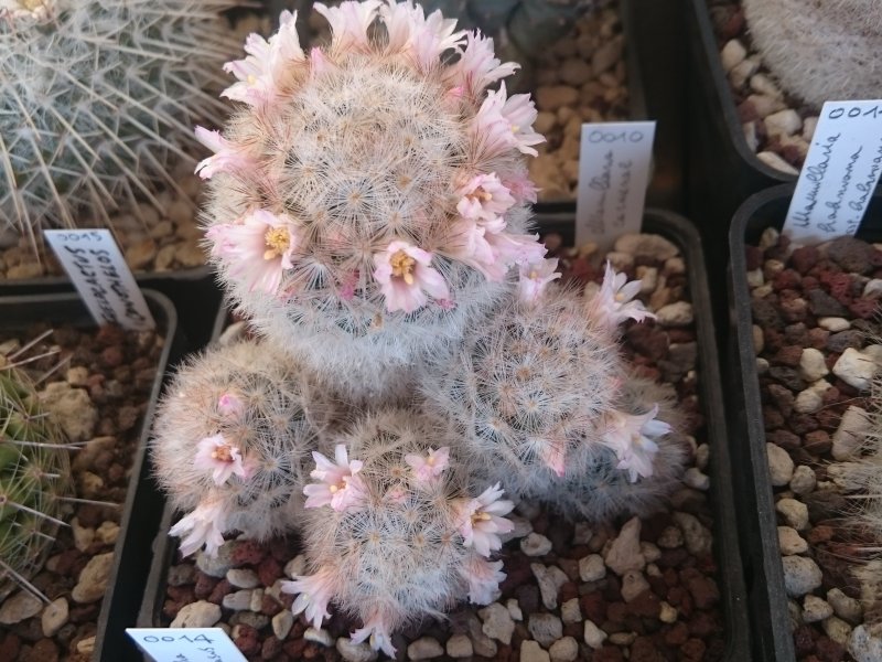 Mammillaria carmenae 