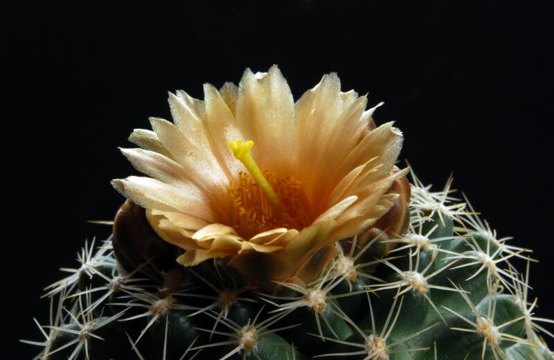 Pediocactus despainii SB1014