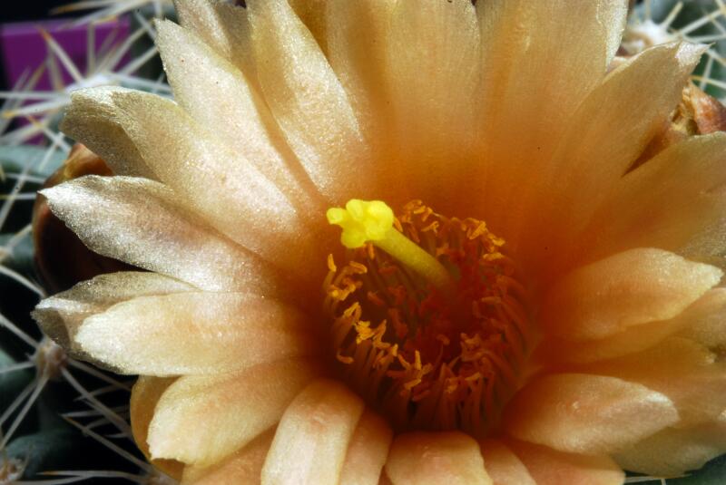 Pediocactus despainii SB1014