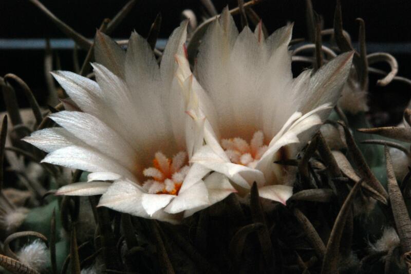 Turbinicarpus schwarzii 