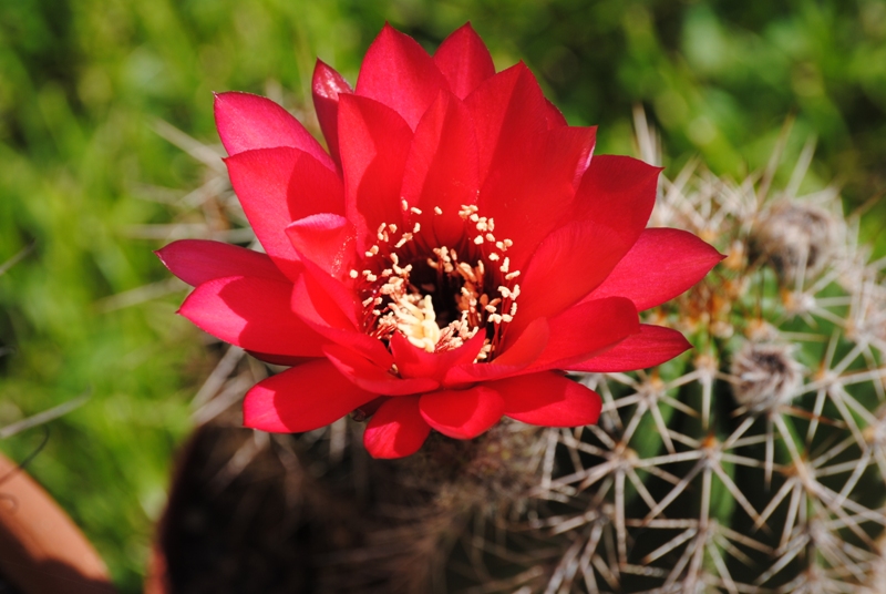 Lobivia grandiflora 