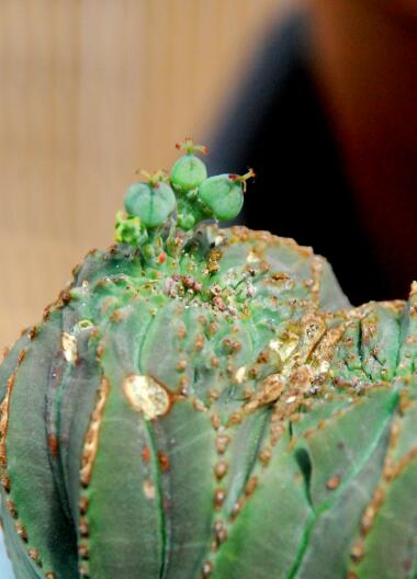 Euphorbia obesa f. cristata 