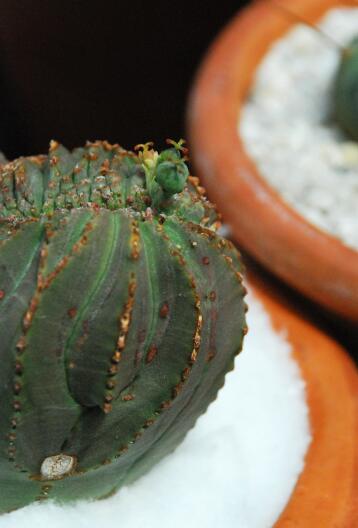 Euphorbia obesa f. cristata 