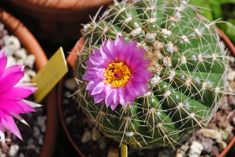 Parodia werneri 