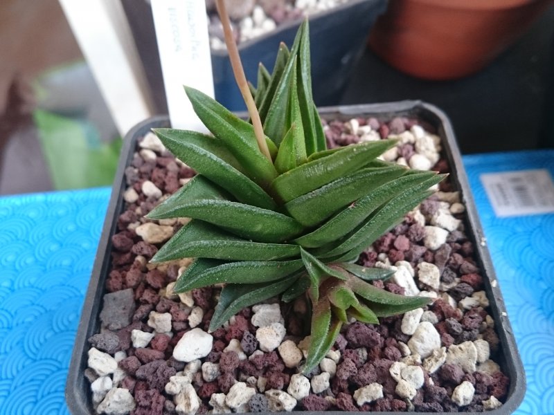 haworthia viscosa