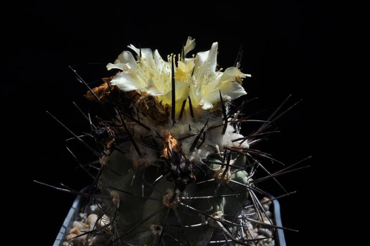 Copiapoa coquimbana 