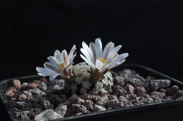 Mammillaria sanchez-mejoradae 