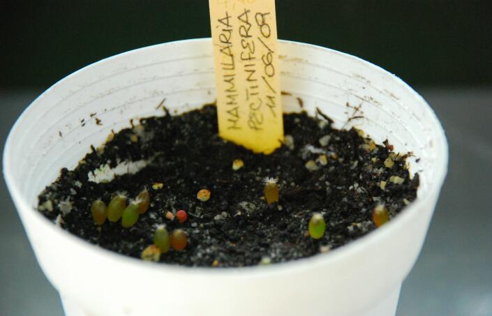 mammillaria pectinifera 