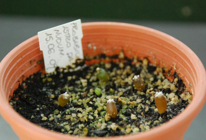 astrophytum  