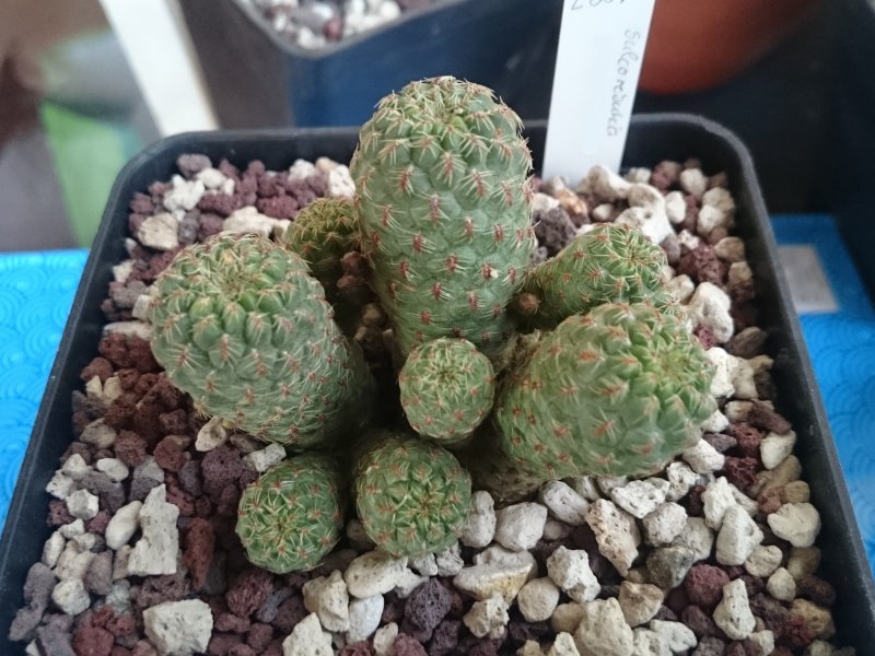 Sulcorebutia tarabucoensis v. callecallensis L389