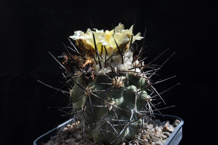 Copiapoa coquimbana 