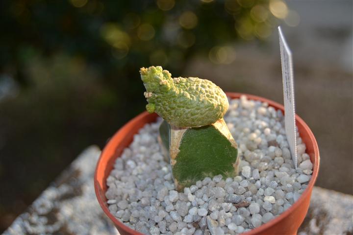 Pseudolithos caput-viperae 