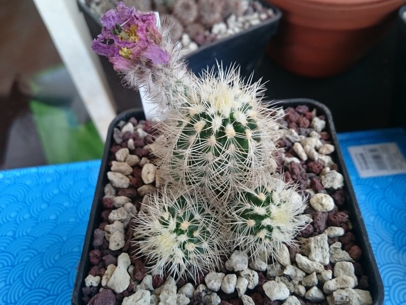 Echinocereus reichenbachii ssp. caespitosus 