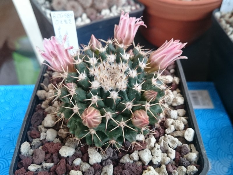 Mammillaria roseoalba ROG589