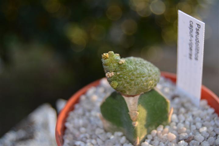 Pseudolithos caput-viperae 