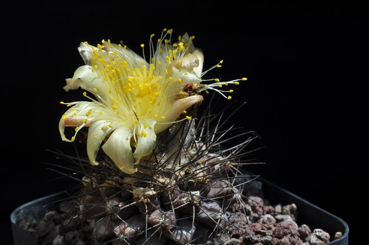 copiapoa humilis v. paposoensis