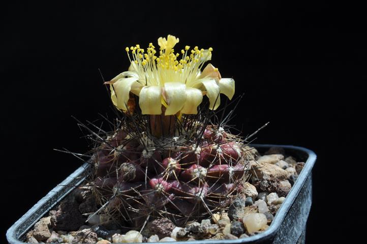 Copiapoa maritima 