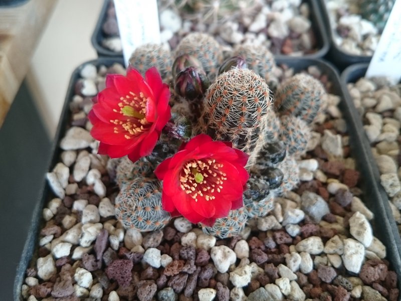 Rebutia pygmaea WR828