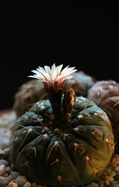 Gymnocalycium asterium 