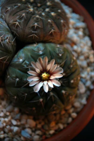 Gymnocalycium asterium 